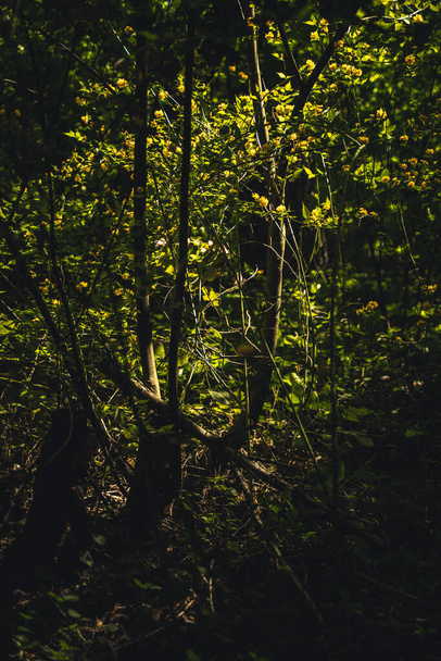 A vertical shot of forest grass under the sunlight - Fotografie, Obrázek
