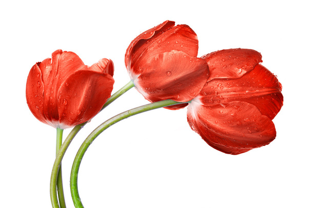 zroszone czerwony tulipan - Zdjęcie, obraz