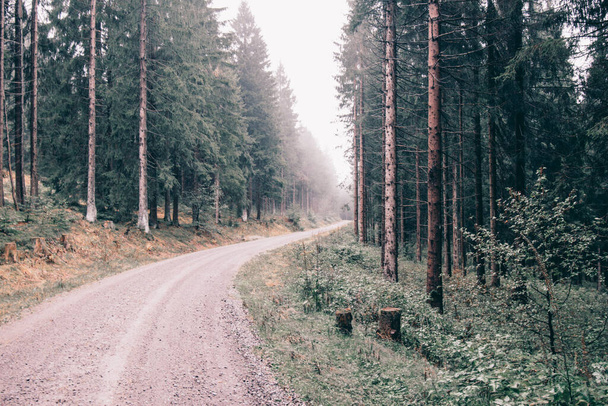 A landscape of road surrounded with pine trees in Thuringian forest in a rainy season - Fotoğraf, Görsel