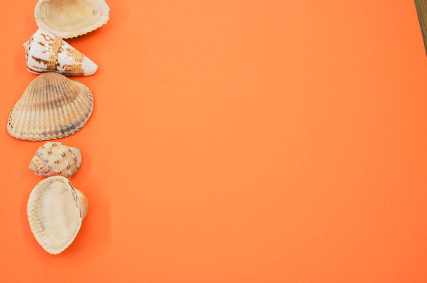 A closeup shot of decorative seashells isolated on a light orange background - copy space - Valokuva, kuva