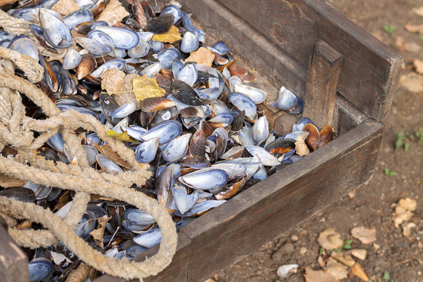 Tahta kutunun üzerinde boş midye kabukları - Fotoğraf, Görsel