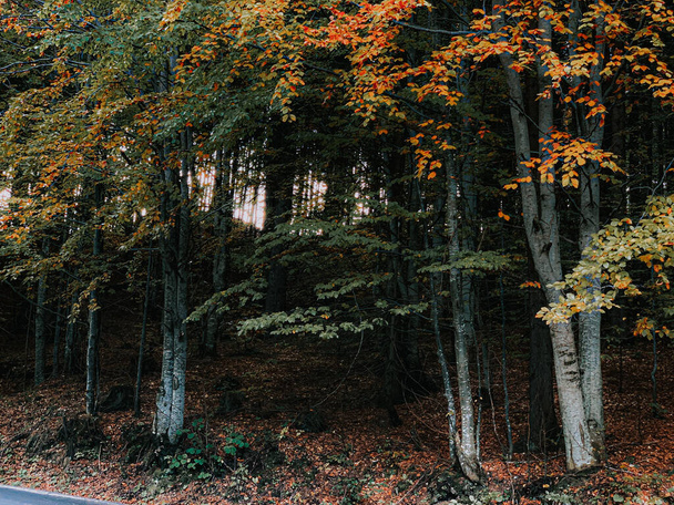 A beautiful shot of autumn trees - Фото, зображення