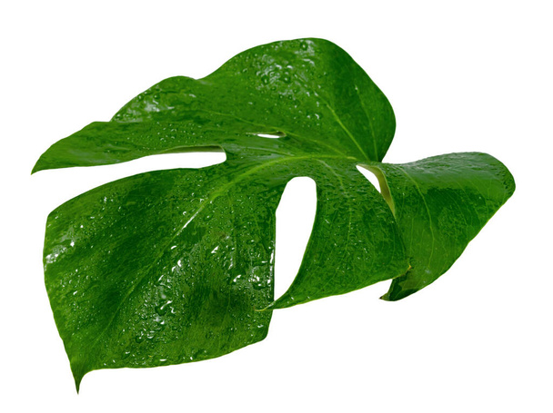feuille de monstère avec goutte d'eau isolée sur fond blanc, motif de feuilles vertes - Photo, image