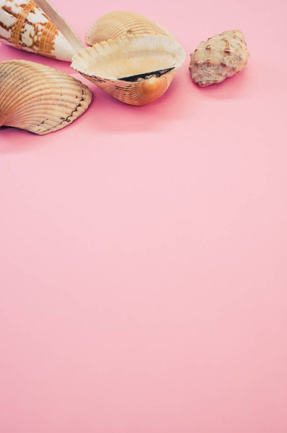 A vertical closeup shot of decorative seashells isolated on a pink background - copy space - Фото, изображение