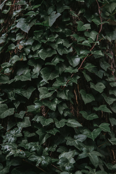 A vertical shot of fresh green foliage - perfect for background - Valokuva, kuva