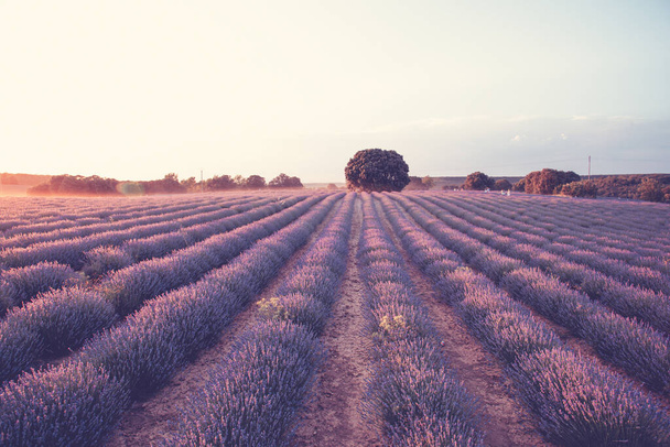 A beautiful view of lavender fields at sunset in Brihuega, Spain - Photo, image