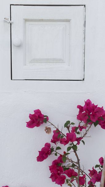 closeup of a facade of a house painted white, in the lower part there is a bougainvillea plant with pink flowers - Photo, image