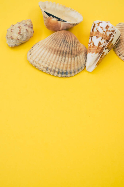 A vertical shot of seashells on a yellow surface - Φωτογραφία, εικόνα