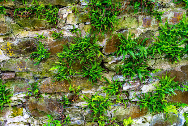 Un primer plano de muro de piedra con vegetación - Foto, Imagen