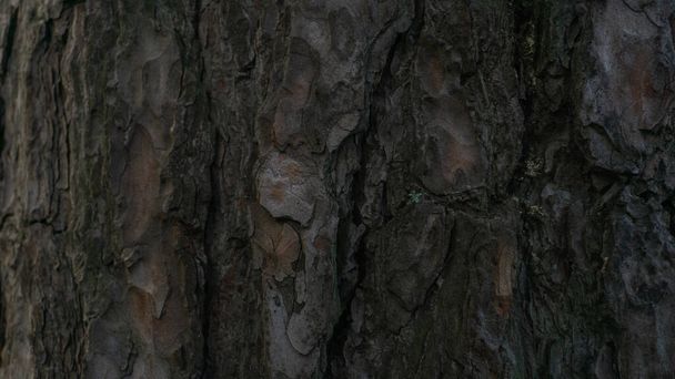 Piękne stare drzewo kora zbliżenie - Zdjęcie, obraz
