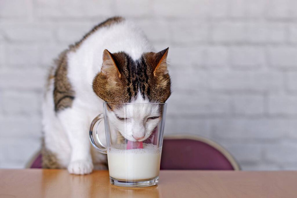 Spragniony kot pijący mleko z kubka na stole. - Zdjęcie, obraz