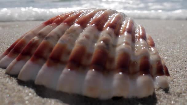 Zbliżenie nagrania muszli morskiej na plaży - Materiał filmowy, wideo
