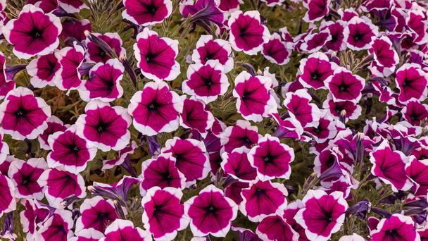 Mnoho fialových a bílých květin - Fotografie, Obrázek