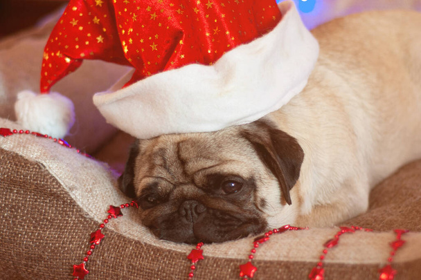 christmas pug dog with garland and hat santa claus in bed on christmas holidays, close up - Photo, Image