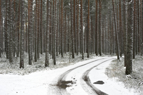 Camino de tierra corriendo a través de un bosque de pinos a principios de invierno. - Foto, imagen