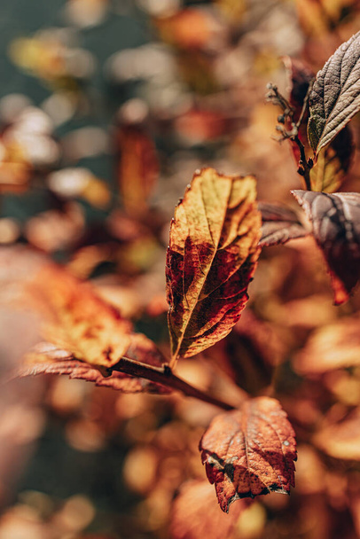 belle foglie di cespuglio d'autunno dorato illuminate dal sole caldo in giardino - Foto, immagini
