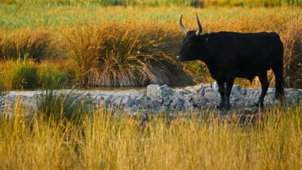 Bydło Camargue (Bos Taurus) na mokrych polach - Materiał filmowy, wideo