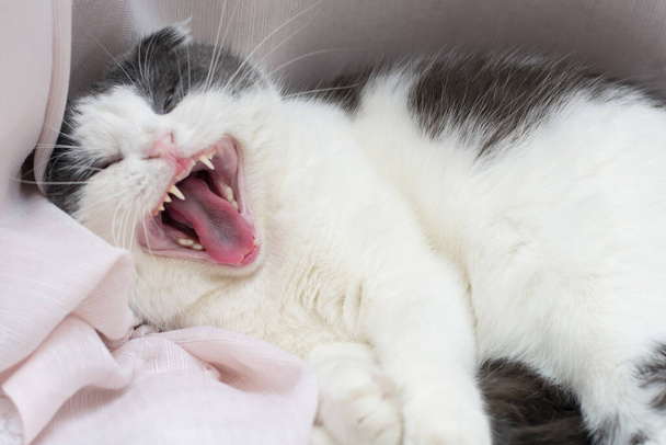 The cat lies on the windowsill and yawns wide - Fotoğraf, Görsel
