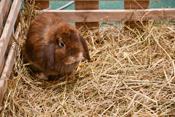 Милый пушистый коричневый кролик в конюшне с соломинкой для фундамента. - Фото, изображение