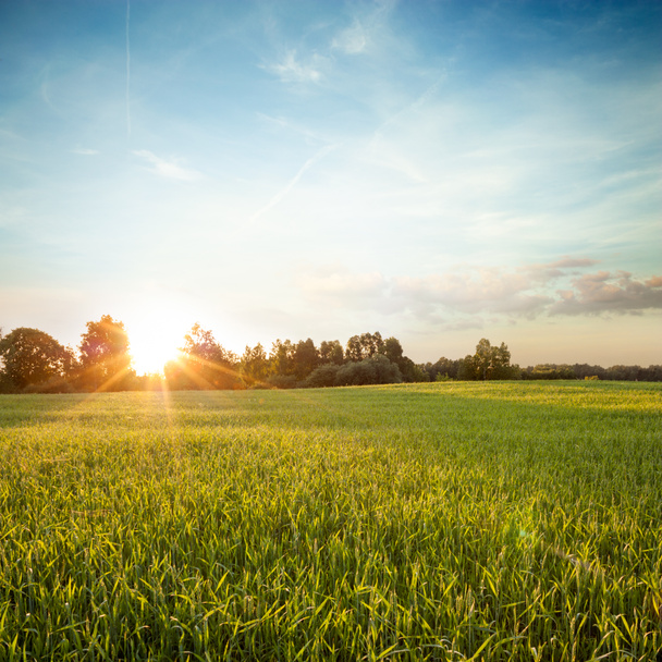 Літній краєвид з зеленому полі на заході сонця - Фото, зображення