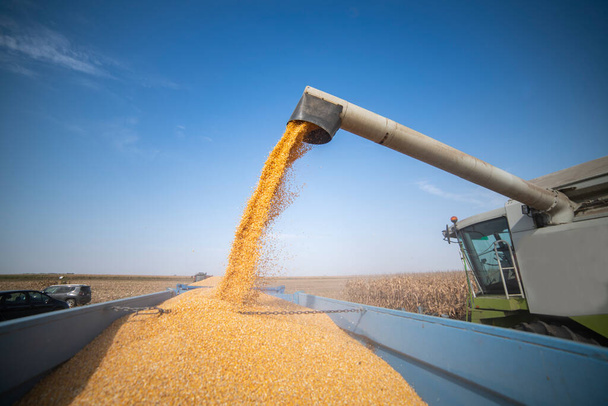 Зерновой шнек комбайна, наливающий кукурузу в тракторный прицеп - Фото, изображение