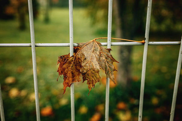 belo outono vermelho folhas solitárias em uma cerca de metal - Foto, Imagem