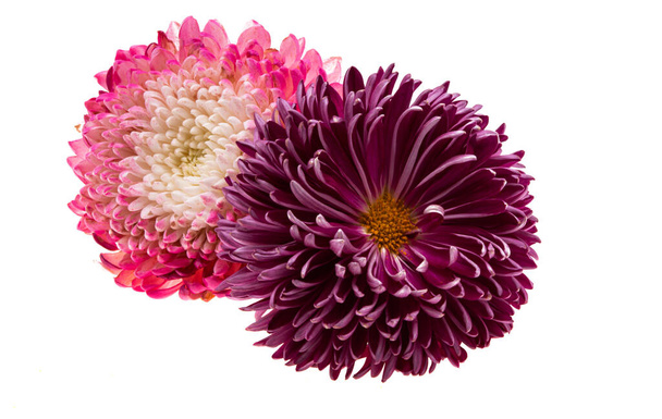 krysanteemi kukka eristetty valkoisella taustalla - Valokuva, kuva