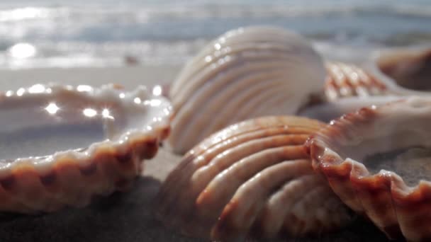 ビーチで貝殻の映像を閉じる - 映像、動画