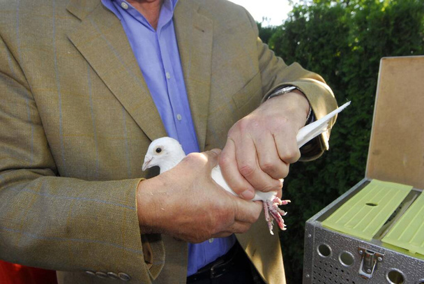 paloma blanca o paloma mensajera, reproducción de animales voladores emplumados - Foto, imagen