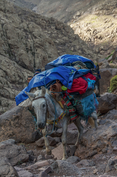 Donkey descending from Refuge du Toubkal  - Photo, Image