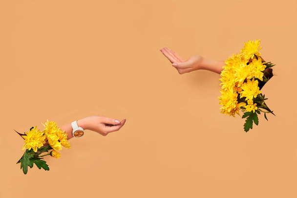 Two hands with yellow chrysanthemums acting like holding something in palms against beige background. Copy space - 写真・画像