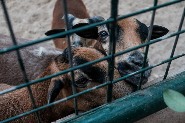 檻の中で可愛いヤギに餌をやる。檻に入れられた飼育動物は動物園や農場で囚人を拘束した。柵の後ろの納屋の若い茶色の国内のヤギ種のグループ。牛乳とチーズの繁殖 - 写真・画像