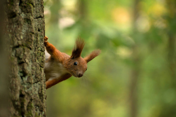 Beautiful Red fluffy squirrel eating big walnut in the autumn forest. Curious squirrel portrait - Photo, Image