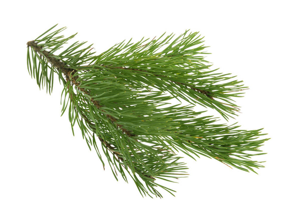 Pine branch isolated on white. without shadow clipping path - Photo, Image