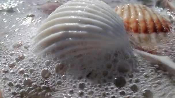 Close up imagens de concha do mar na praia - Filmagem, Vídeo