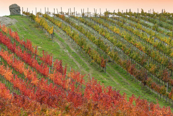 krásné barevné vinice během podzimní sezóny při západu slunce v regionu Chianti Classico nedaleko Florencie. Itálie. - Fotografie, Obrázek