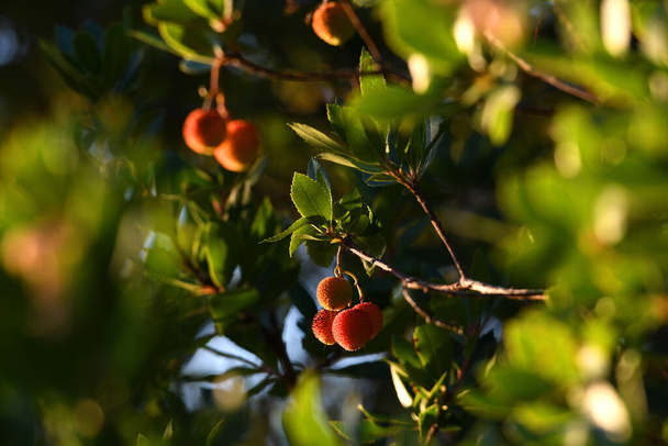 Erdbeerbaum (arbutus unedo) mit reifen Früchten. Arbutus unedo ist eine immergrüne Pflanze, die typisch für den Mittelmeerraum ist. Die Frucht ist ein rotes Aggregat mit rauer Oberfläche. - Foto, Bild