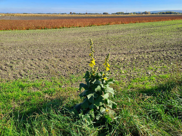 Austria, harvested fields and common mullein flower in Lower Austria - Photo, Image