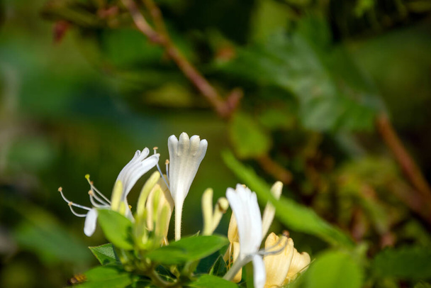 ミズーリフェンスの列に沿って発見された集中効果を持つかなり白いスイカズラの植物。安全・清潔・清純感を伝える香りのいい可愛い植物. - 写真・画像