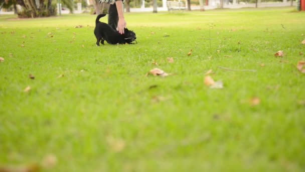 Nő kutyával - Felvétel, videó