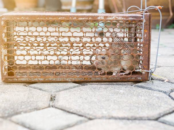 Krysa je uvězněna v pasti nebo pasti. špinavá krysa nakazila nemoc lidí, jako je Leptospiróza, mor. Domy a obydlí by neměly mít myši. Cage catching control a rat - Fotografie, Obrázek