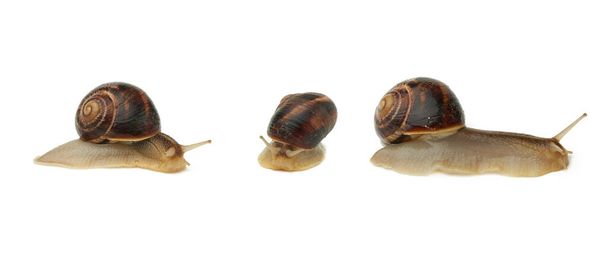 brown snail isolated on white background, set - Photo, Image