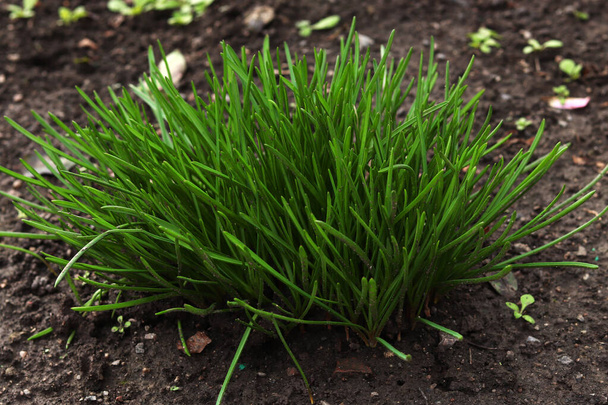 Bush de jeunes herbes vertes poussant sur le sol dans le jardin - Photo, image