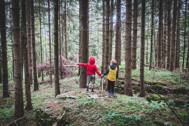 Two children together by the hand in the forest - Two brothers walking in the forest on the path, siblings hold hands, back view - Фото, изображение
