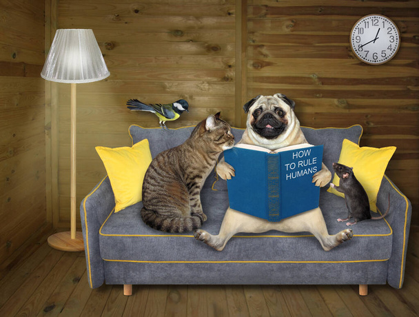 A family of pets is reading a book on a gray sofa at home. - Фото, изображение
