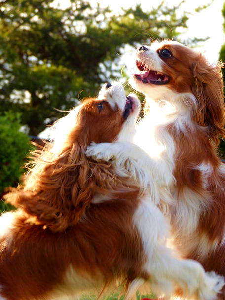 Δύο σκυλιά παίζουν στον κήπο. - Φωτογραφία, εικόνα