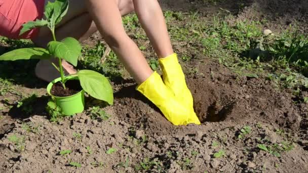 padlizsán növény-talaj - Felvétel, videó