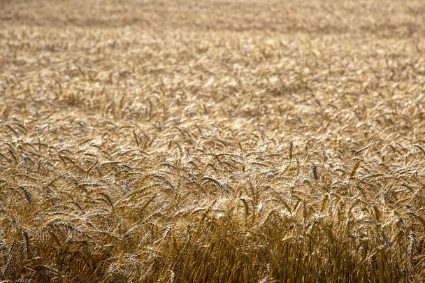 Kultainen vehnäpelto kesäpäivänä - Valokuva, kuva