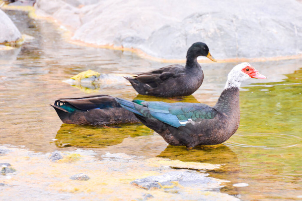 Foto de un animal salvaje Muskovy Duck - Foto, imagen