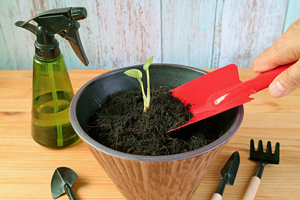 Ajouter à la main de la terre dans le pot de la jeune plante avec une truelle rouge - Photo, image